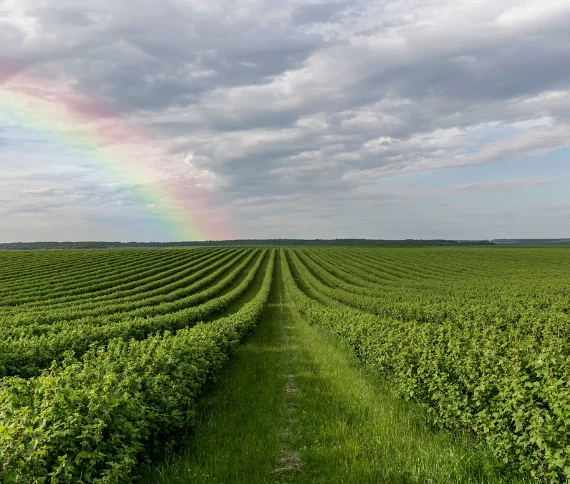 Manejo nutricional se consolida como diferencial competitivo para a produtividade no Matopiba